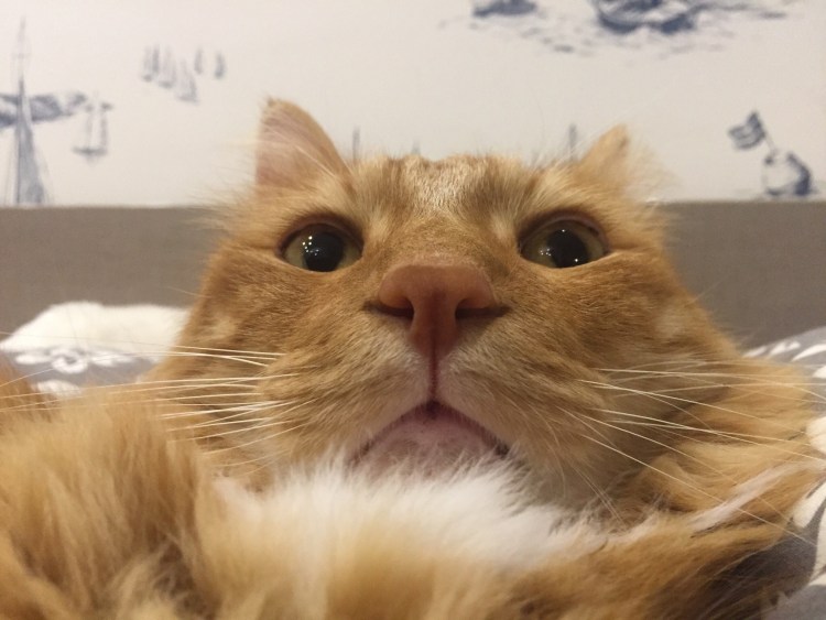 Эмоциональные коты