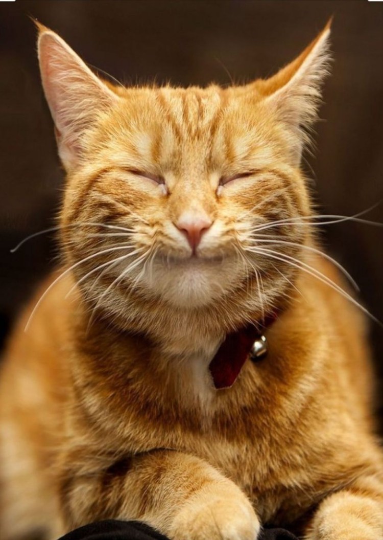 Мемы с котом