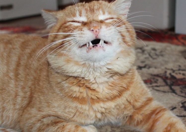 Рыжий кот строит рожицы Мем