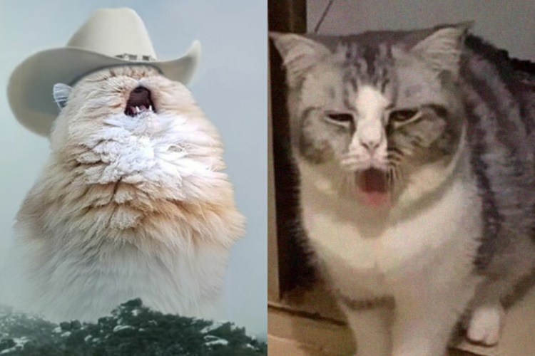 Соглашающийся кот