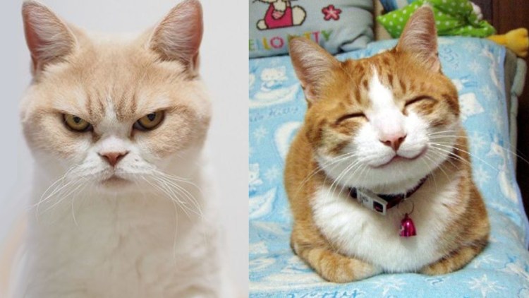 Готы показывают большой палец