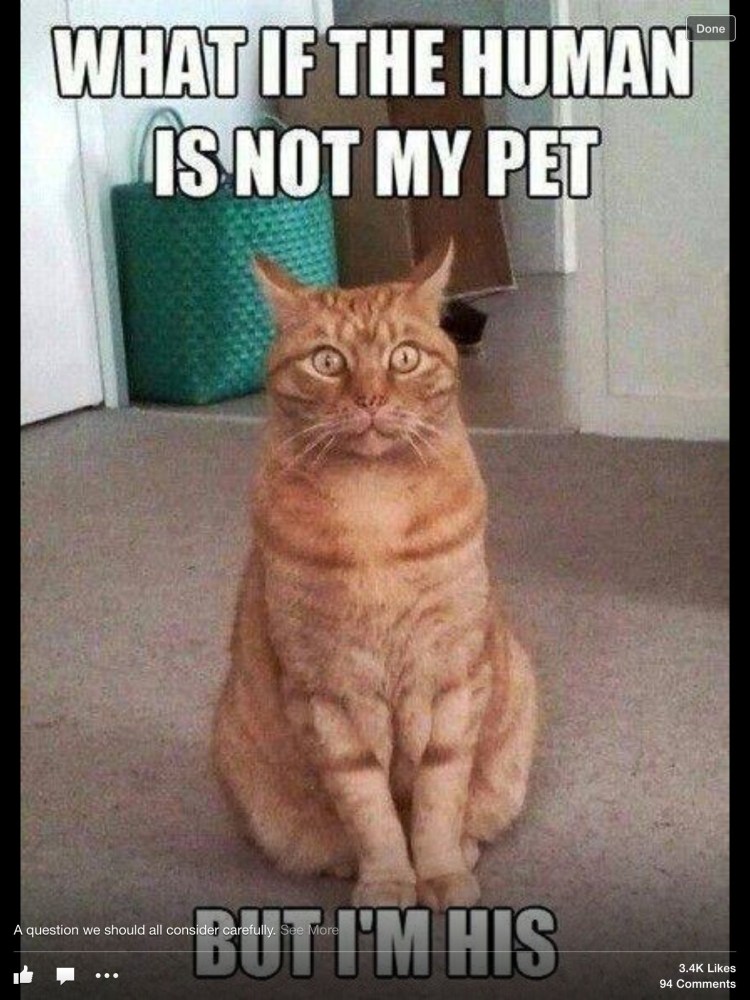 Улыбка кота