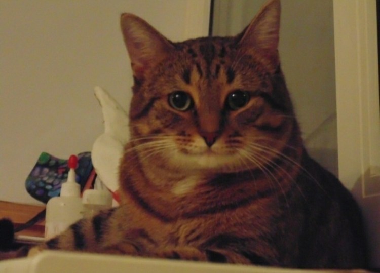 Добродушный кот