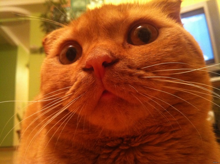 Коты мемчики