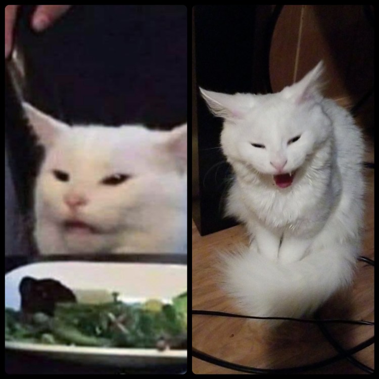 Понимающий кот Мем