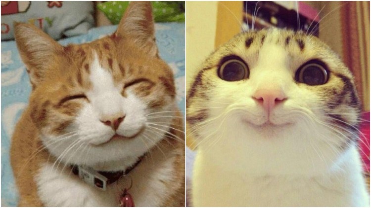 Кот улыбается Мем