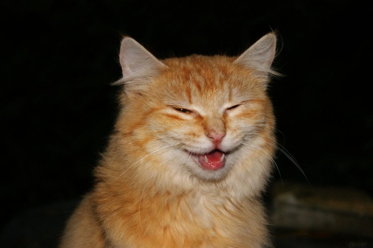 Смешные рыжие коты с надписями