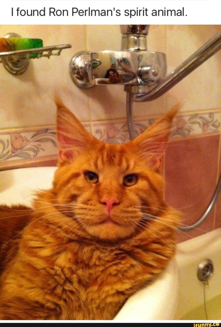 Рыжий Мейн кун Мем