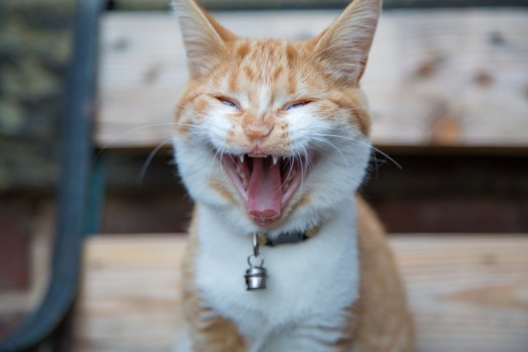 Кот с блинами Мем