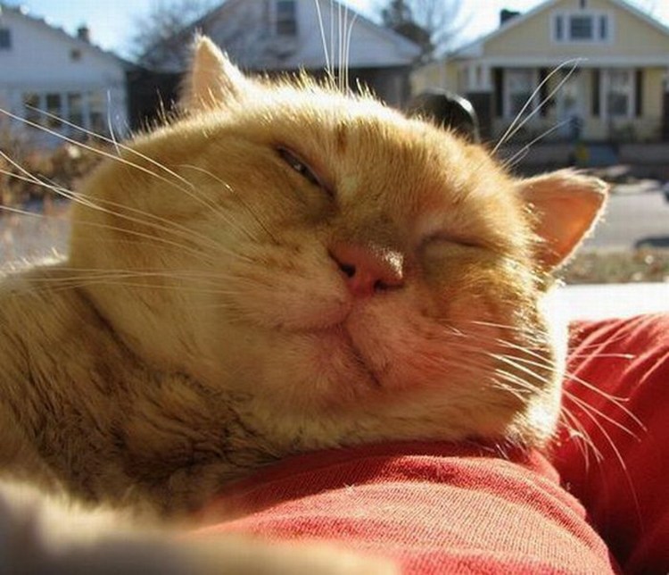 Любопытный котик