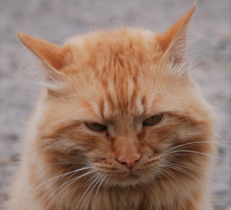 Довольная морда кота