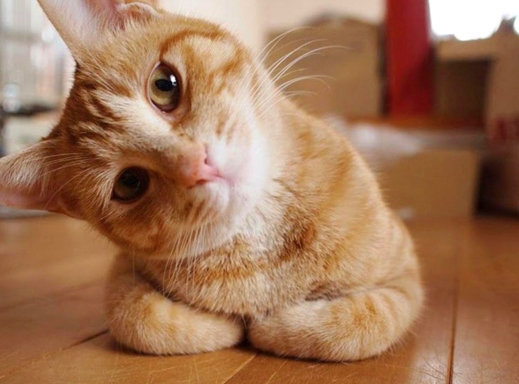 Довольное лицо кота