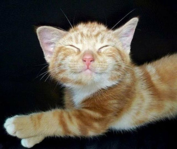 Белый кот из мема