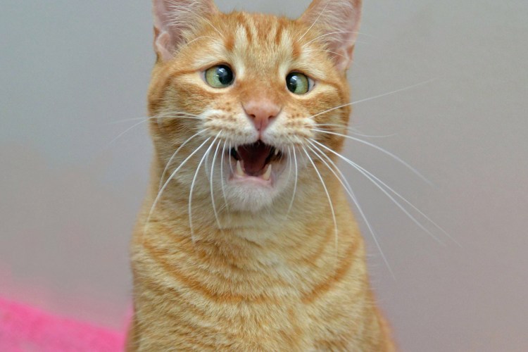 Милые довольные котики