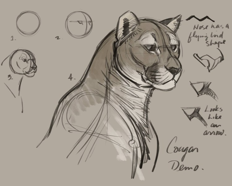 Тигр туториал анатомия