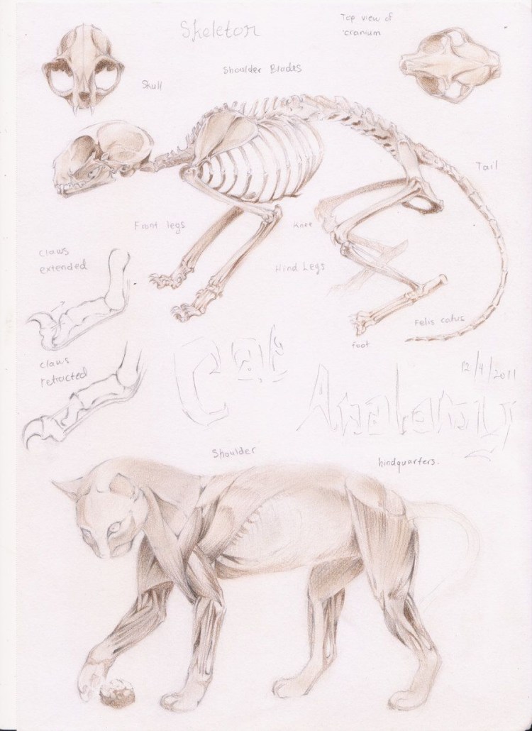 Голова кота сфинкса референс