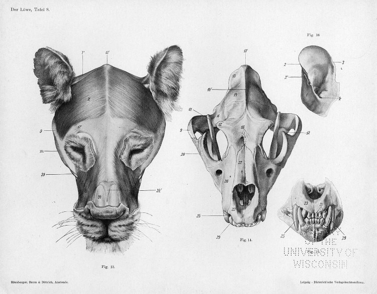 Скетчи котов