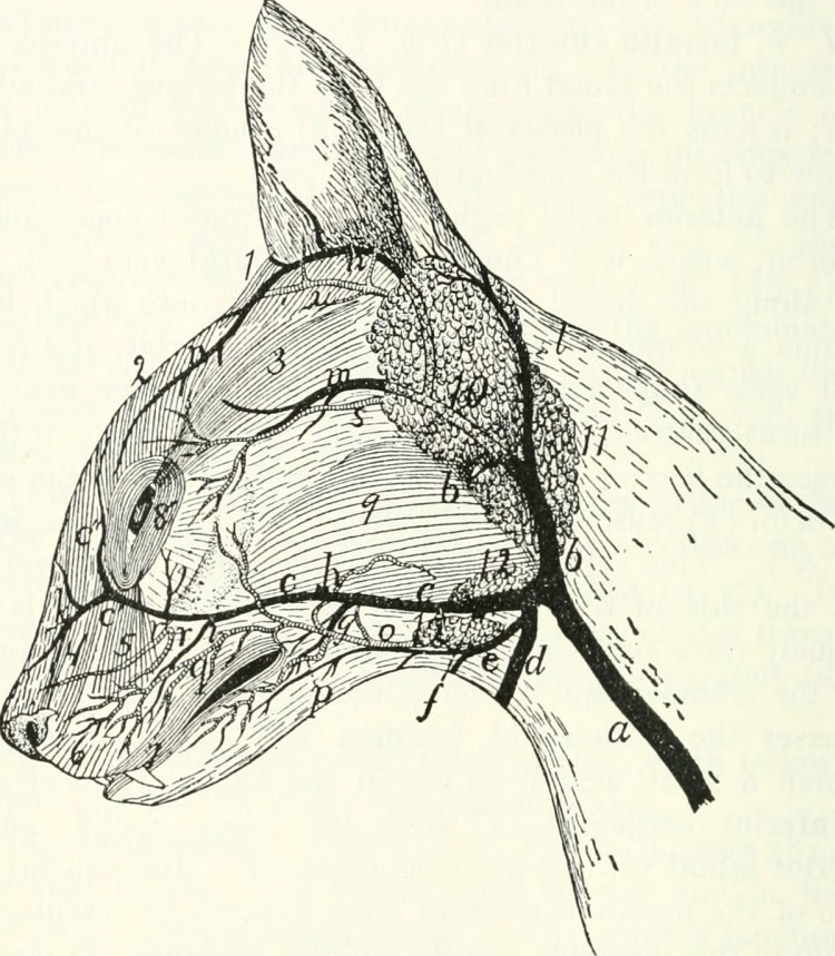 Холка у кошки анатомия