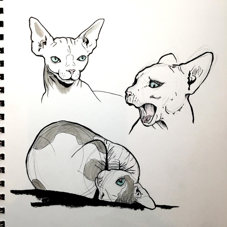 Голова кошки референс