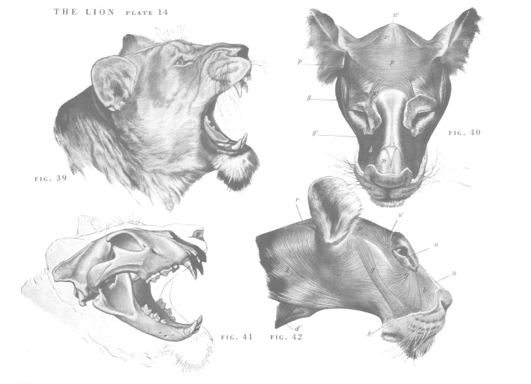 Анатомия морды кота