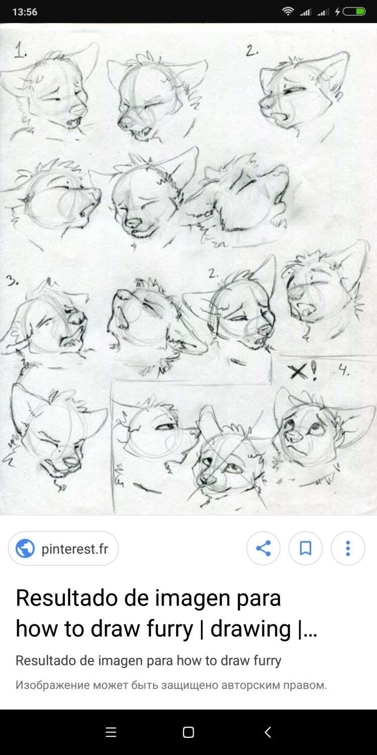 Референс морды кота спереди