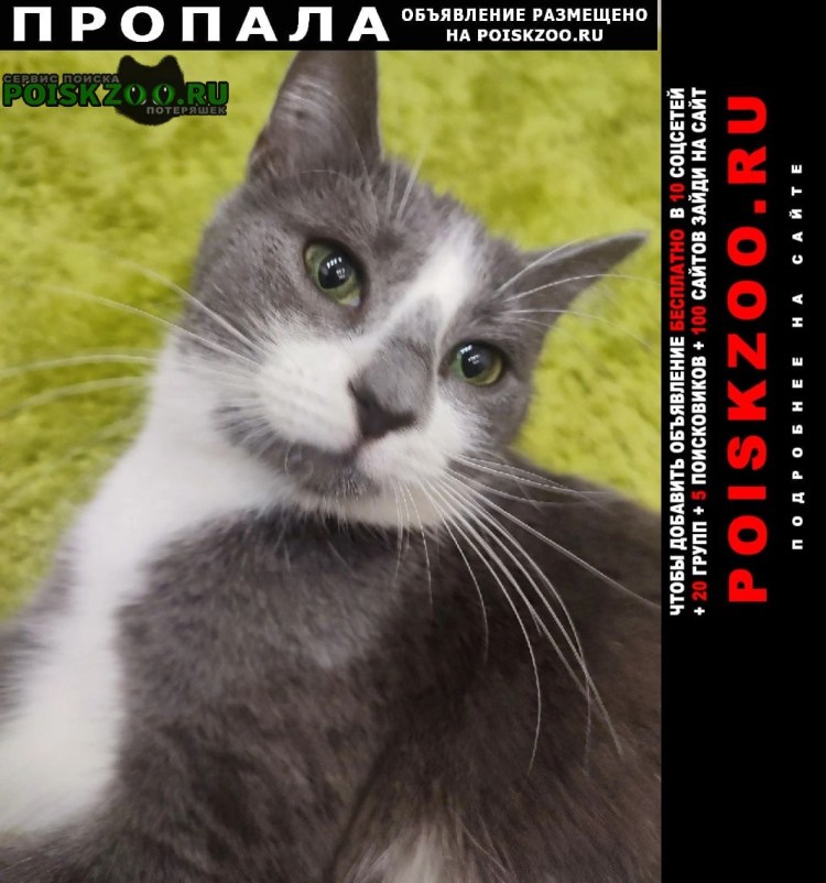 Морда собаки сбоку референс