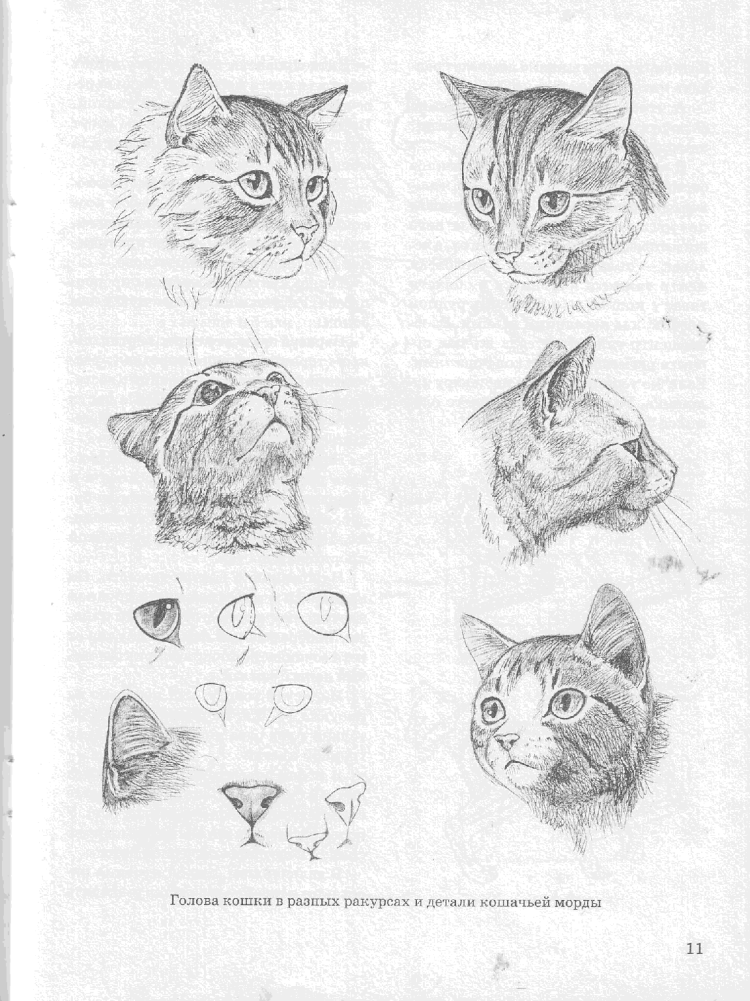 Голова кошки вид сверху