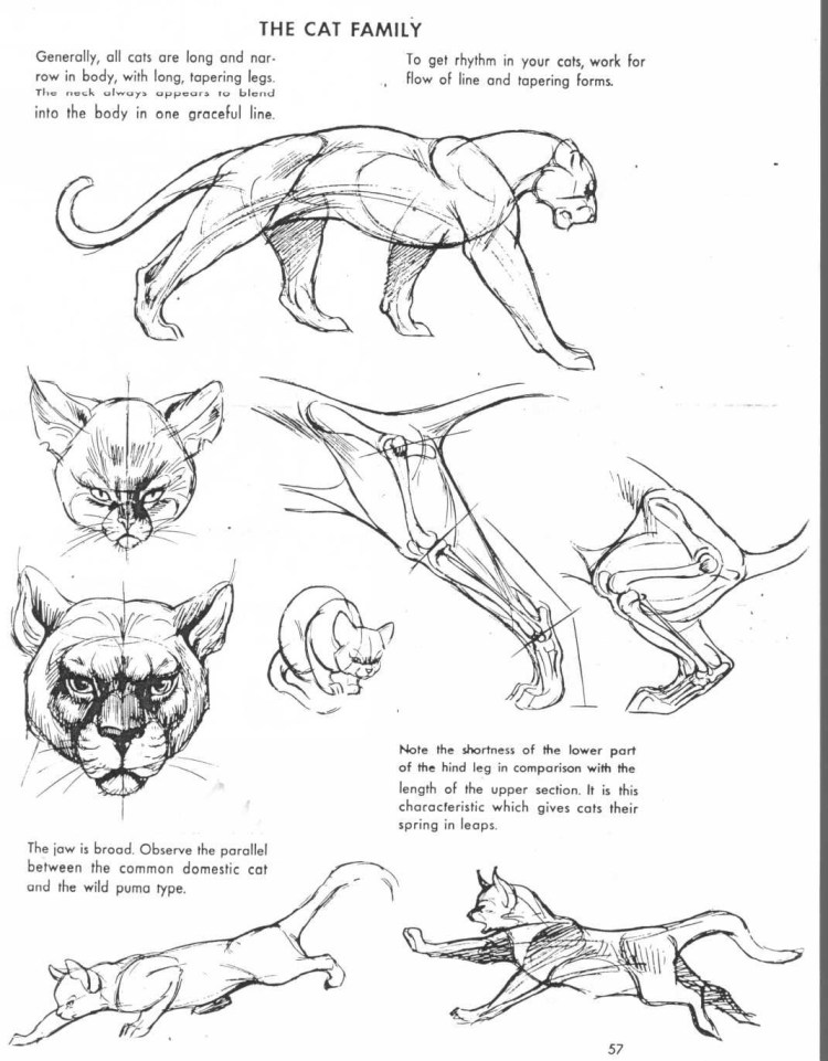 Морда кота с разных ракурсов