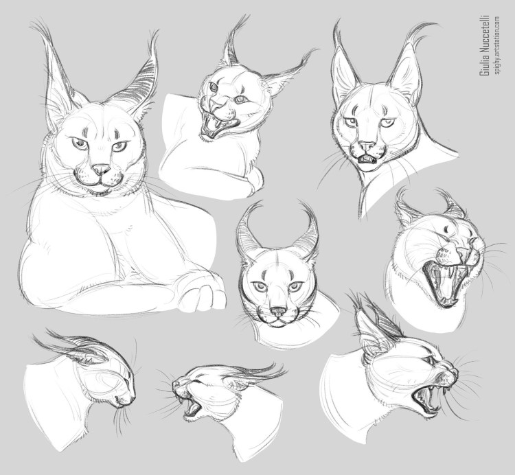 Кошачья морда референс