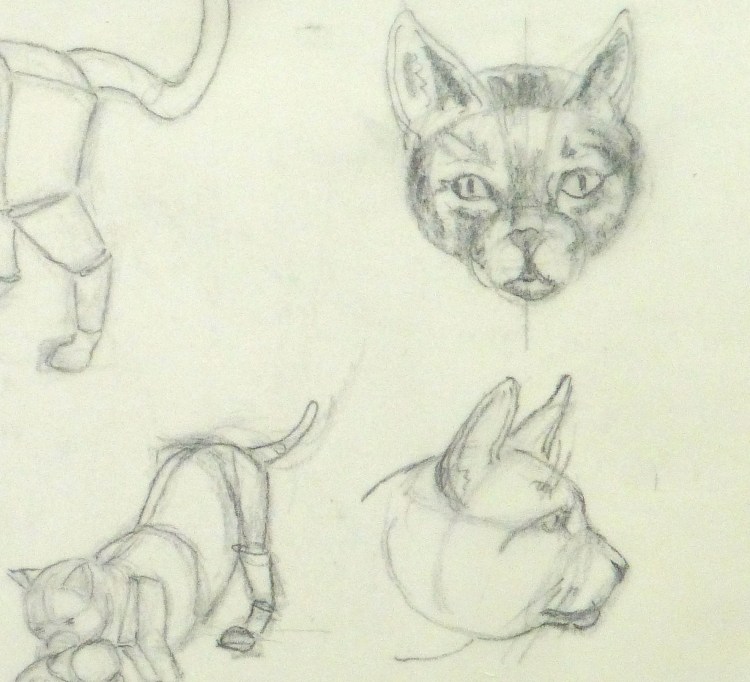 Кошачья анатомия для художников