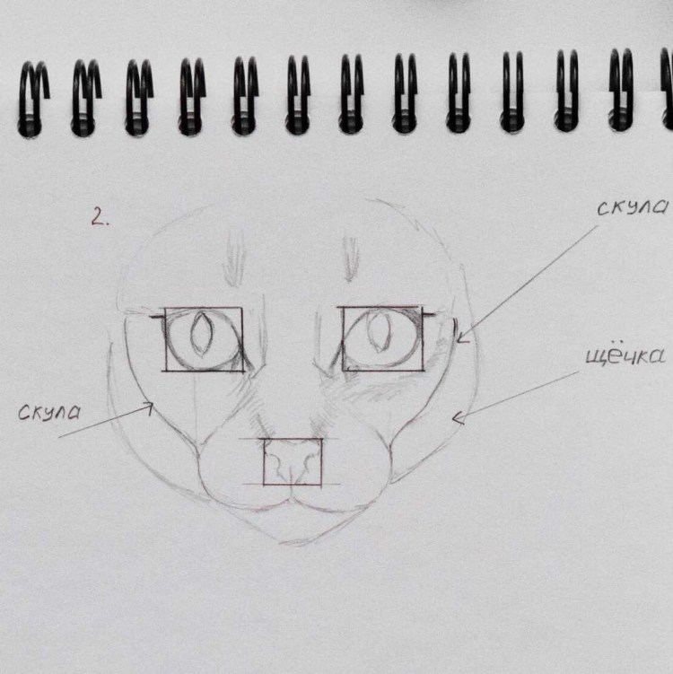 Кошачьи уши референс