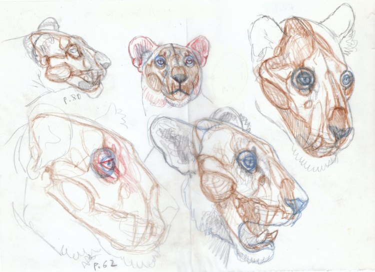 Кошка сбоку референс