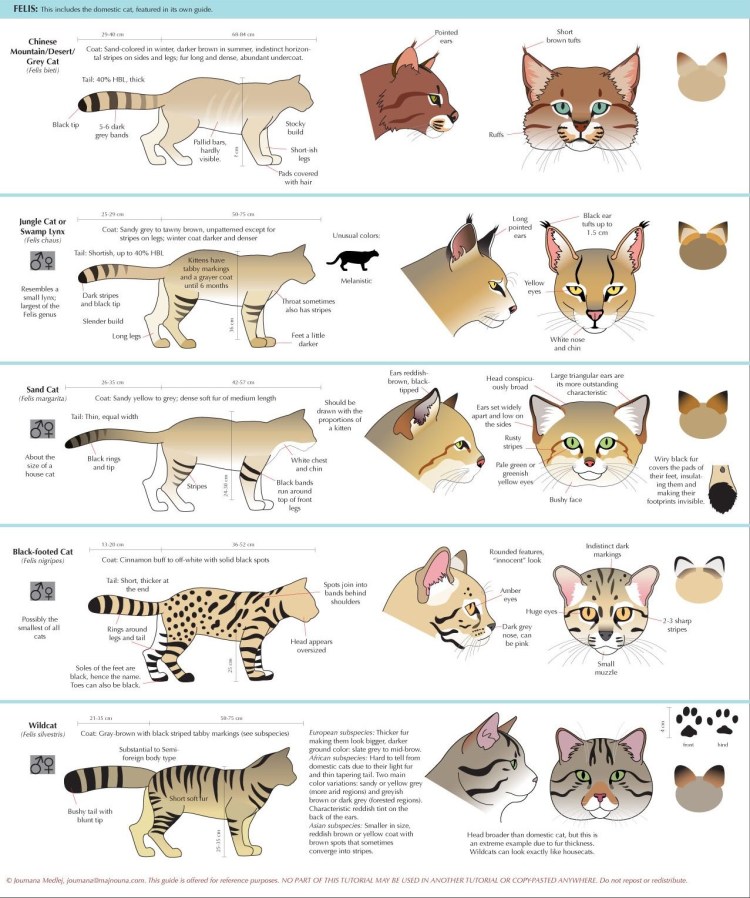 Сфинкс референс