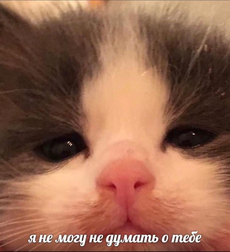 Жесть котеночек проснулся