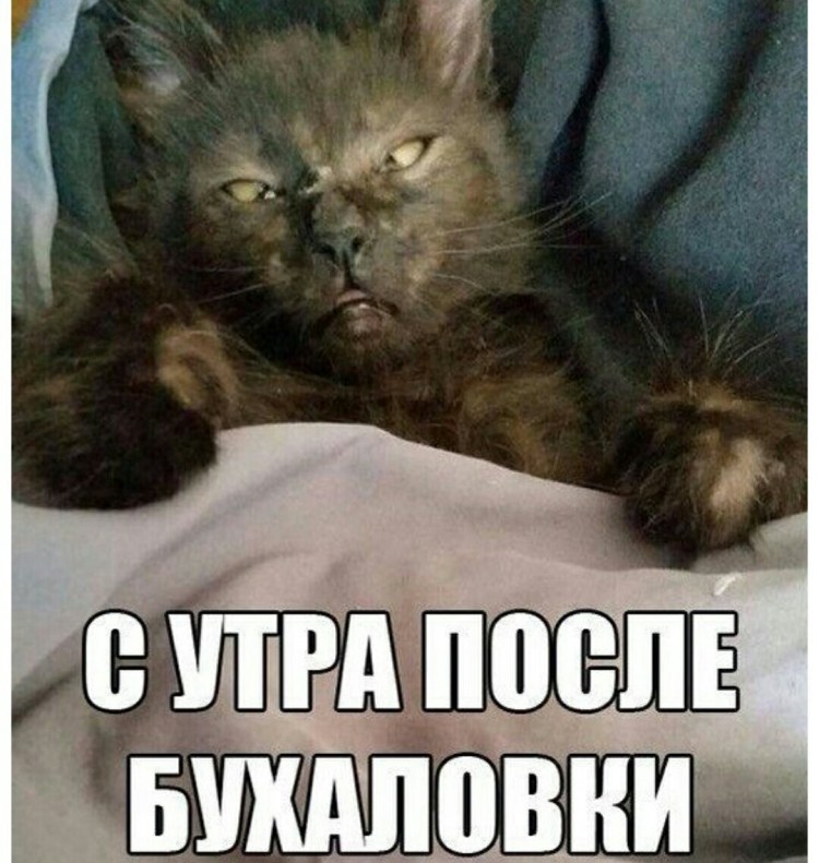 Кота разбудили