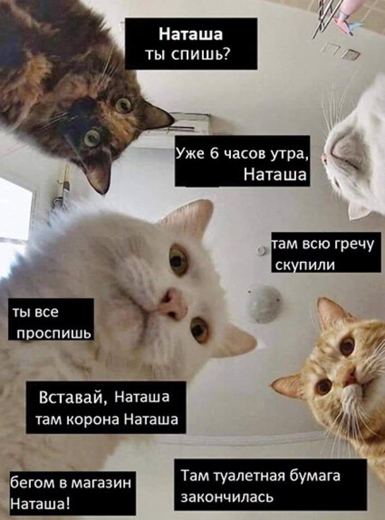 Кошка застряла в диване
