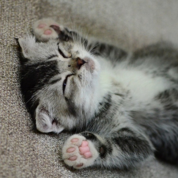 Котеночек проснулся потный голодный и злой