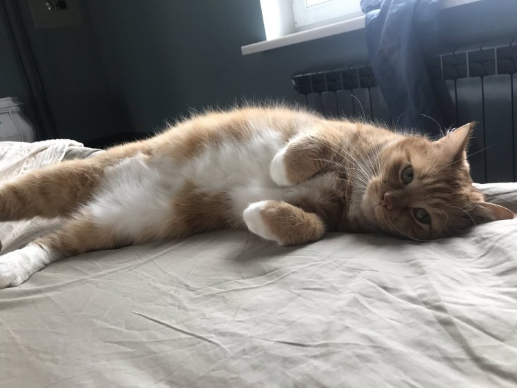 Плачущий кот на подушке