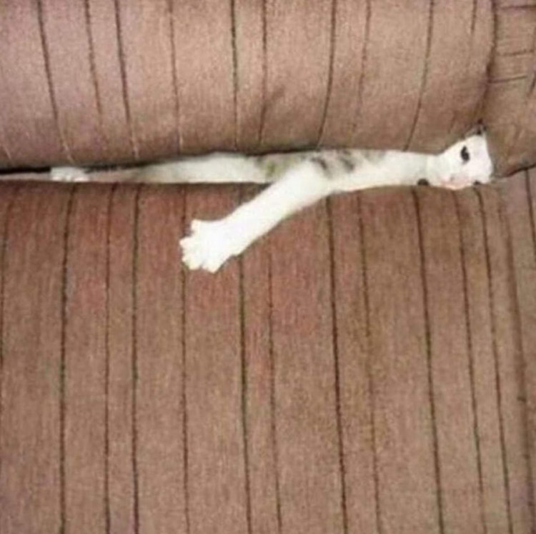 Кот не выспался