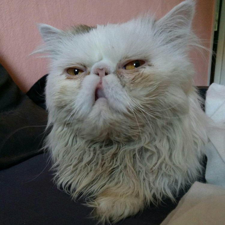 Злой мокрый кот