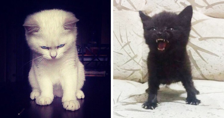 Грозный котенок