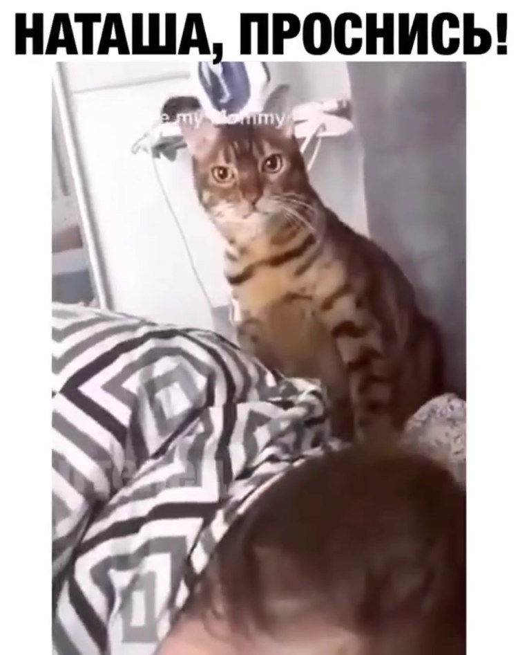 Котик в кроватке Мем