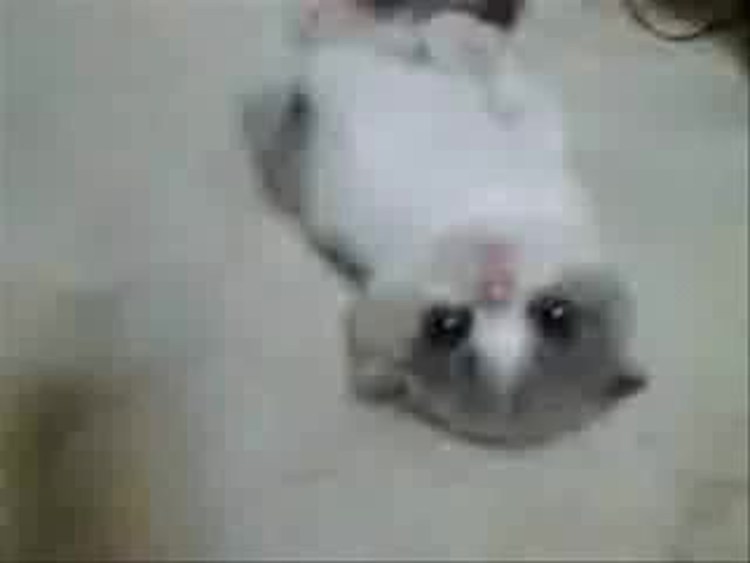 Кот с похмелья доброе утро