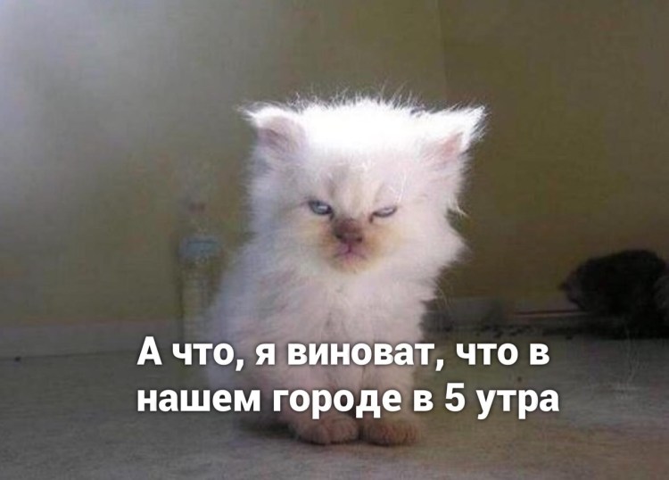 Добрые мемы с котами