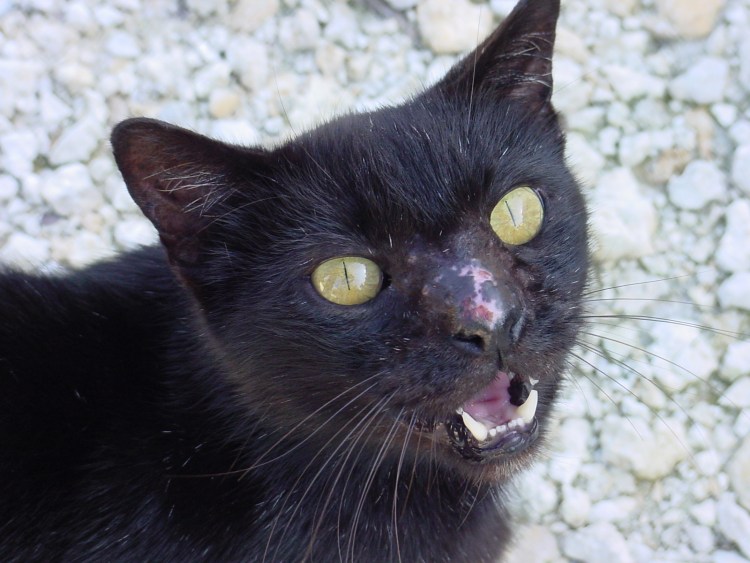 Черная кошка зевает