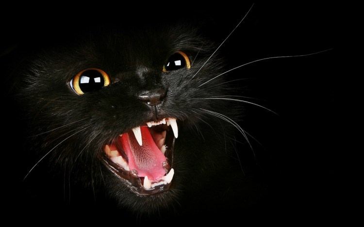 Злой черный кот