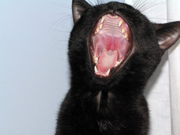 Кот вампир Монк