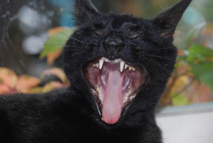 Кошка с большими клыками