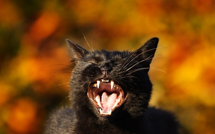 Черный кот с открытым ртом