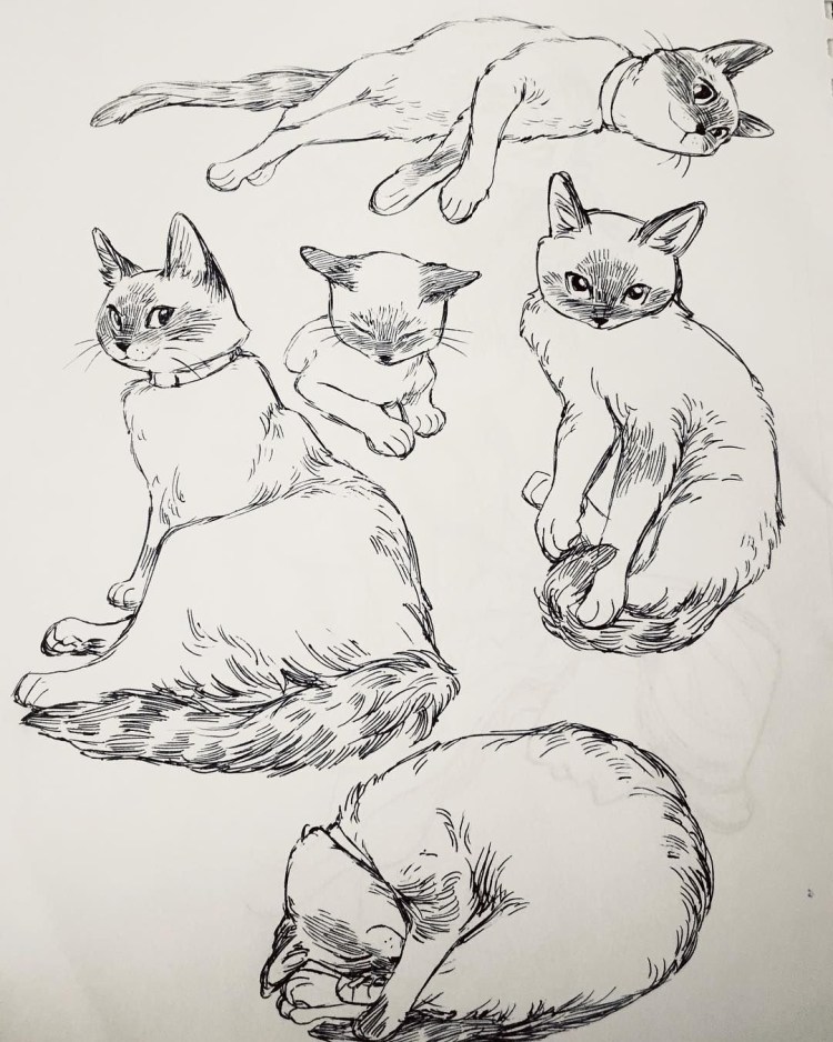 Скетч котик карандашом